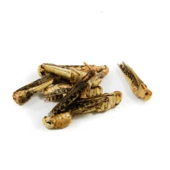 Eat Grub Edible Grasshoppers, 9g Online