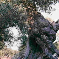 Galantino Gran Cru Coratina Extra Virgin Olive Oil, 500ml Outlet