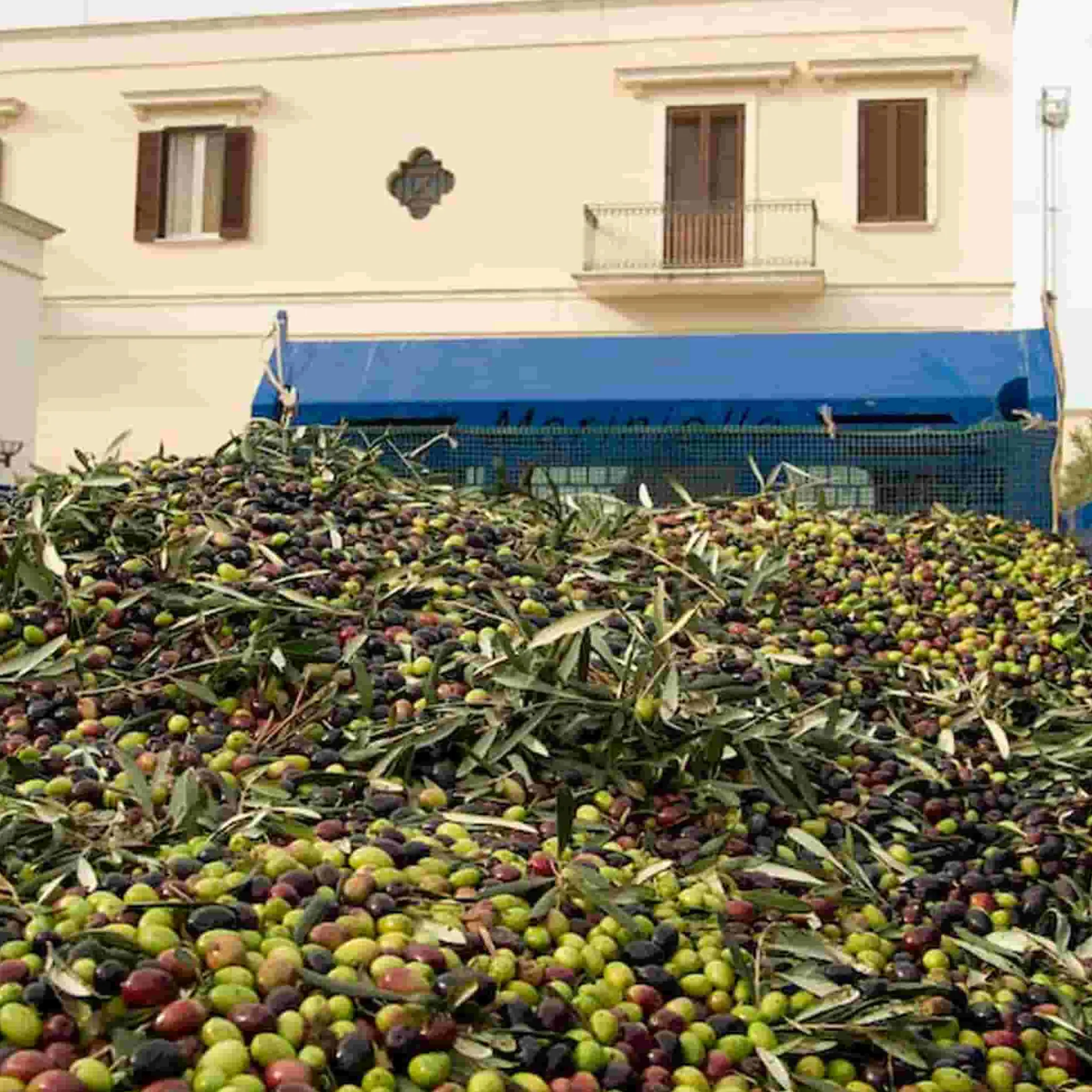 Galantino Gran Cru Coratina Extra Virgin Olive Oil, 500ml Outlet