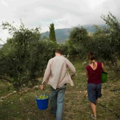 Honest Toil Extra Virgin Greek Olive Oil, 500ml Best