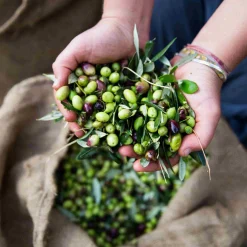 Honest Toil Extra Virgin Greek Olive Oil, 500ml Best