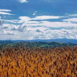 Mulino Marino Organic Enkir (Einkorn) Spelt Grain, 1kg Discount