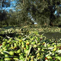 Galantino Puglian Extra Virgin Olive Oil in Yellow Splatter Ceramic Bottle, 500ml Clearance