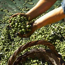 Galantino Puglian Extra Virgin Olive Oil in Yellow Splatter Ceramic Bottle, 500ml Clearance