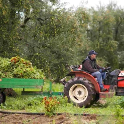 Galantino Puglian Olive Oil with Chilli in Terracotta Bottle, 250ml Best