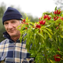 Galantino Puglian Olive Oil with Chilli in Terracotta Bottle, 250ml Best