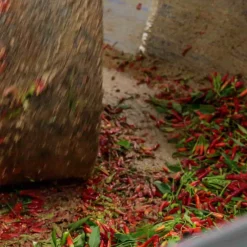 Galantino Puglian Olive Oil with Chilli in Terracotta Bottle, 250ml Best