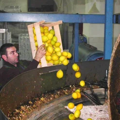 Galantino Puglian Olive Oil with Lemon in Terracotta Bottle, 250ml Clearance