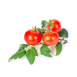 Veritable Baby Vegetable Lingot Insert, Organic Mini Red Tomato Best